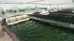 格林小课堂：精确计算碳源投加量