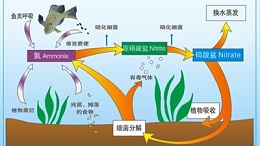 生化反应硝化系统崩溃的应对方法