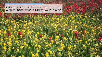 人工湿地在工业园区污水厂中的应用