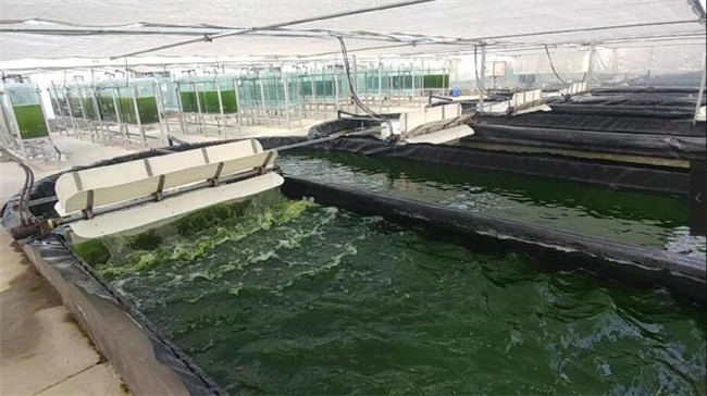 格林小课堂：精确计算碳源投加量