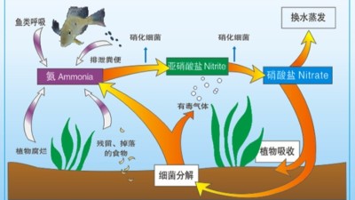 生化反应硝化系统崩溃的应对方法